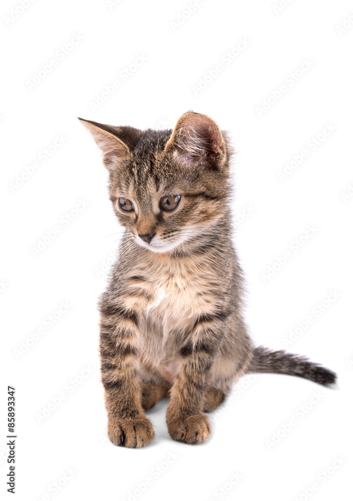 gray tabby kitten looking down on white background