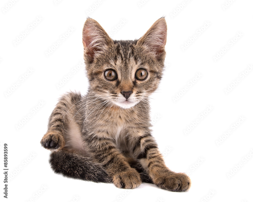 gray tabby kitten raising his hind leg looks into the camera on