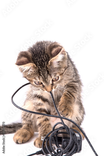 Fototapeta Naklejka Na Ścianę i Meble -  gray tabby kitten chews on the charger cable on white background