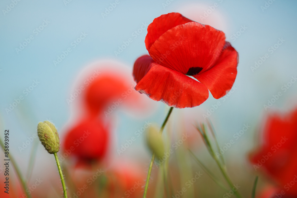 Naklejka premium Bright summer field of red poppies