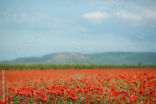 Bright summer field of red poppies