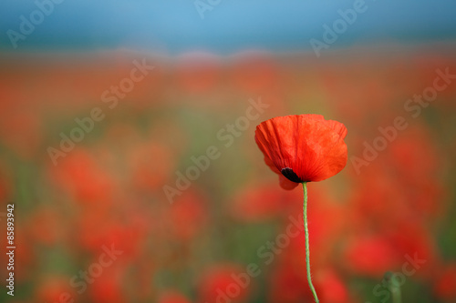 Bright summer field of red poppies