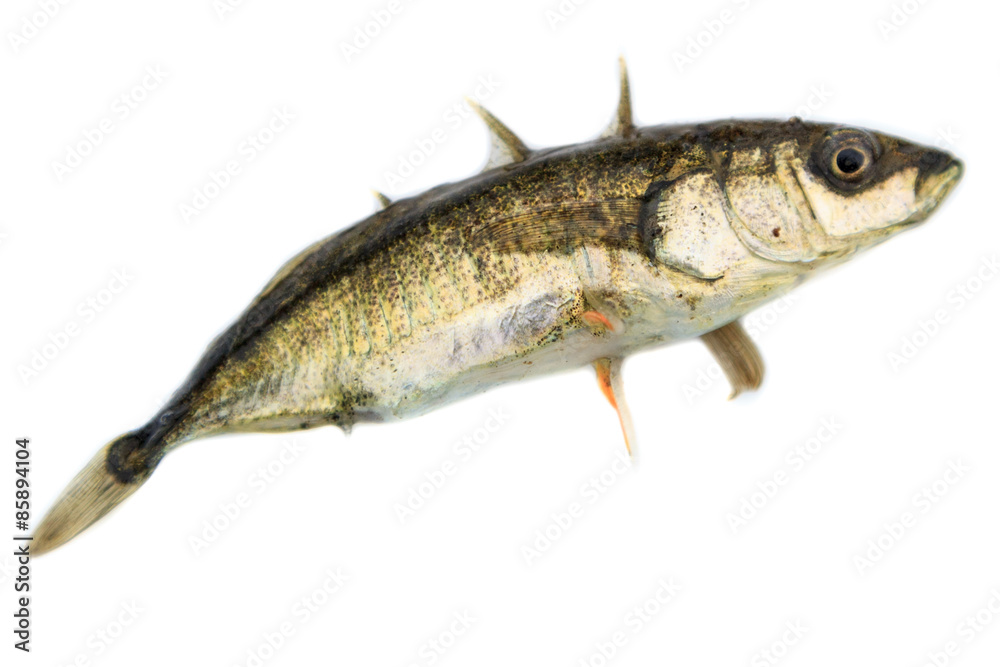 Gasterosteus aculeatus, Three-spined stickleback Gasterosteus aculeatus, Three-spined stickleback