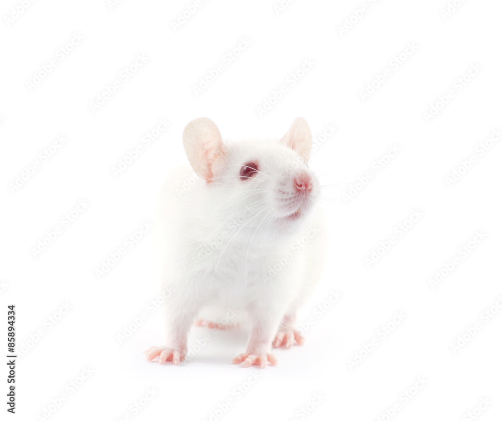 rat