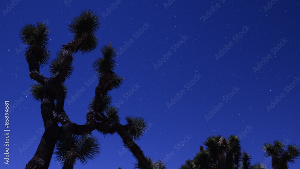  Astrophotography time lapse footage with zoom out motion of Joshua Tree under moonlight during sunrise in Joshua Tree National Park, California