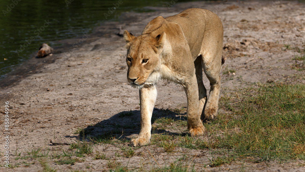 Naklejka premium Löwin