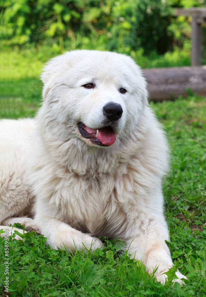 Maremma or Abruzzese patrol dog resting on the grass Maremma or Abruzzese patrol dog resting on the grass
