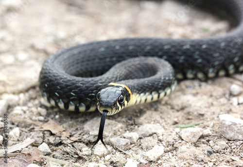 head of Grass snake with his tongue hanging out crawling 
