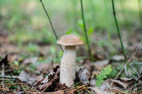 mushroom