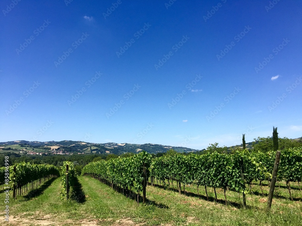 Le colline ed ibvigneti di Urbino - Marche