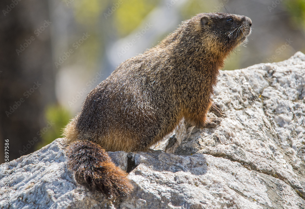 Yellow-bellied marmot Yellow-bellied marmot