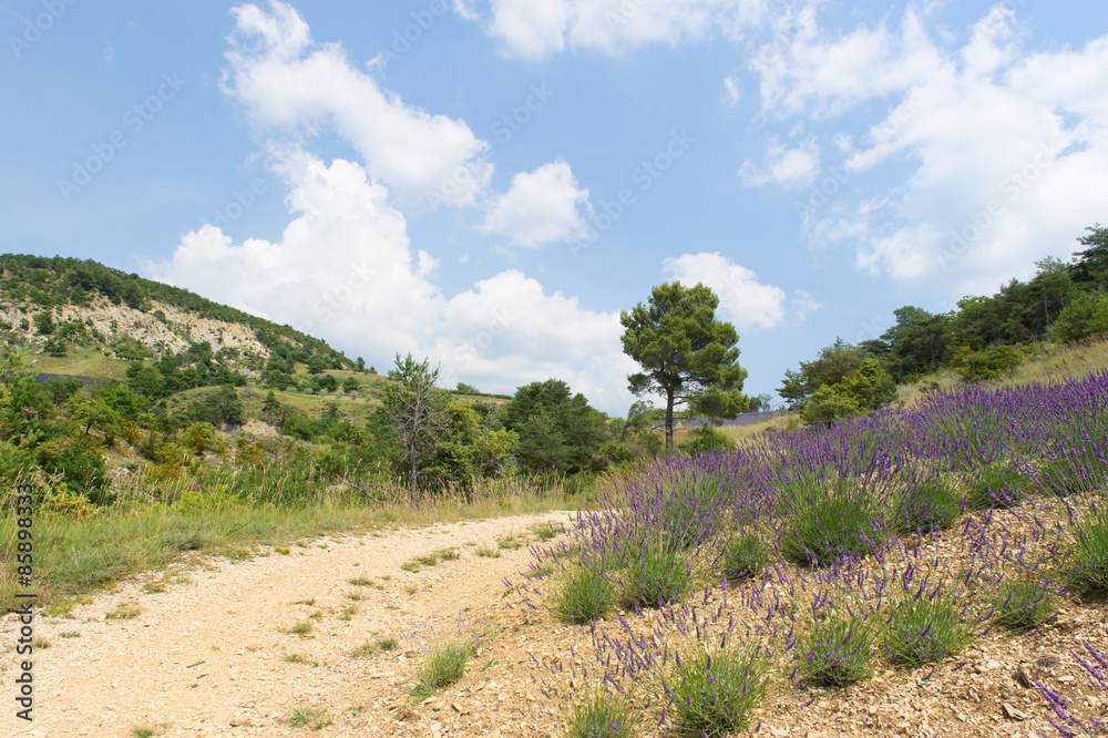 Landscape in the French Drome Landscape in the French Drome