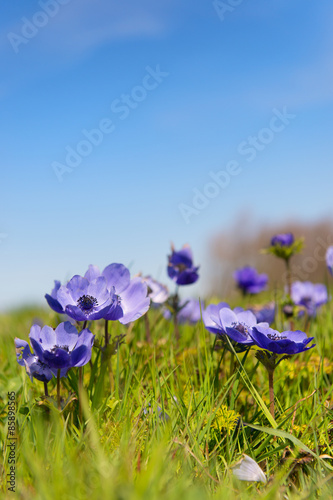 Fototapeta Naklejka Na Ścianę i Meble -  Blue anemones