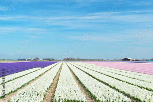 Flower fields with colorful hyacinths © Ivonne Wierink