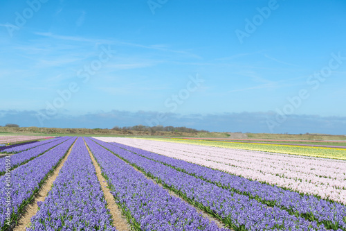 Flower fields with colorful hyacinths