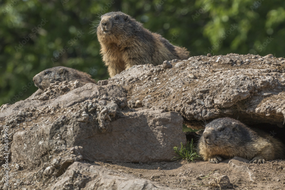 Fototapeta premium Murmeltier (Marmota)