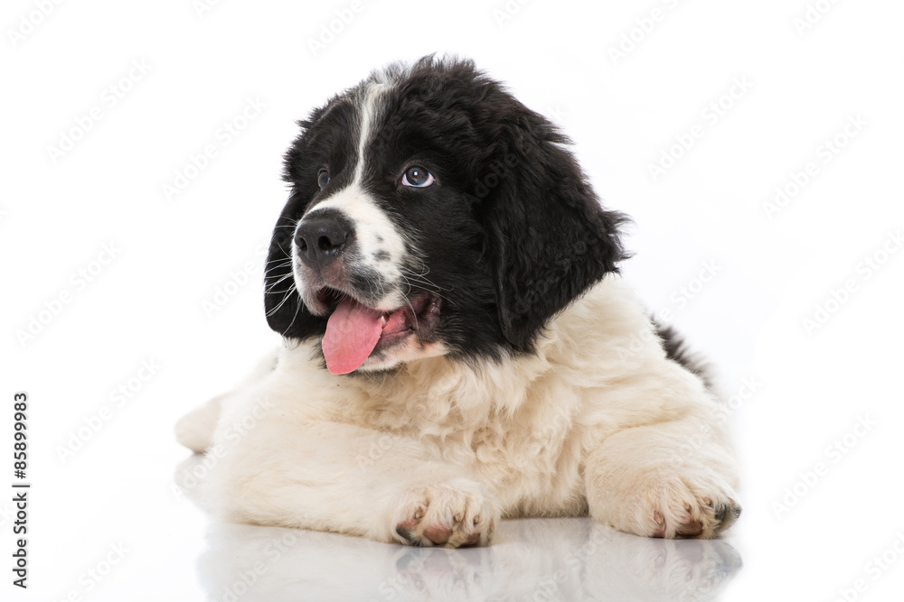Landseer Welpe Landseer Welpe