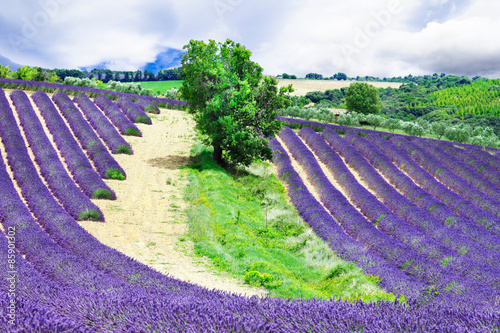 Fototapeta Naklejka Na Ścianę i Meble -  blooming fields of lavander in Provence, France