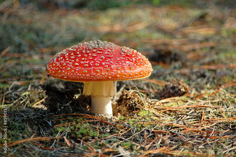Fly agaric toadstool (Amanita muscaria) among the pine needles. Fly agaric toadstool (Amanita muscaria) among the pine needles.