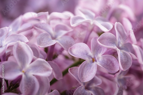 macro photo of purple lilac flowers