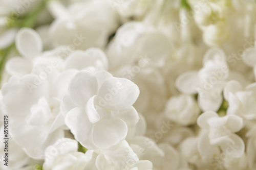 macro photo of white lilac flowers © GCapture