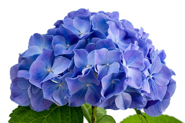 Leinwandbilder Hortensie Violette Hortensienblüte im Sommergarten  © Tania Zbrodko