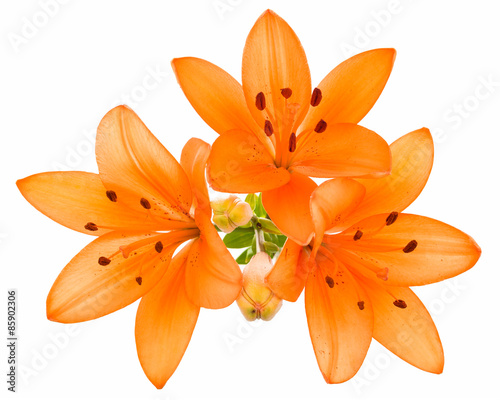 Orange lily isolated