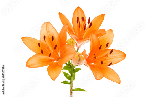 Orange lily isolated