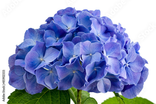 Fotografie, Obraz Purple hydrangea flower