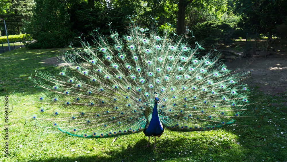 Obraz premium walking beautiful peacock tail