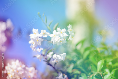 dreamy sweet flowers design with blurred and defocused, bokeh style
