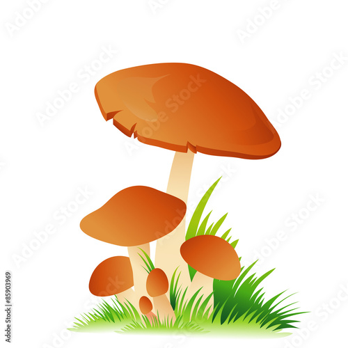 Edible mushroom porcini with grass on white background