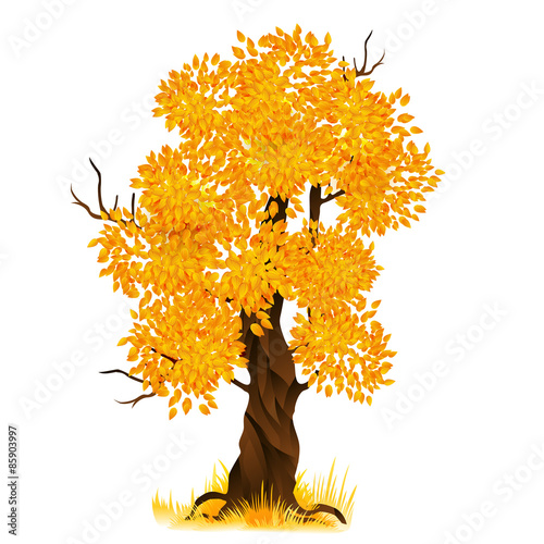 Vector autumn tree isolated on white, vector illustration