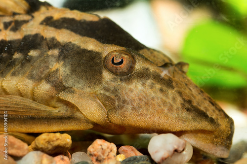 Head of suckermouthfish photo
