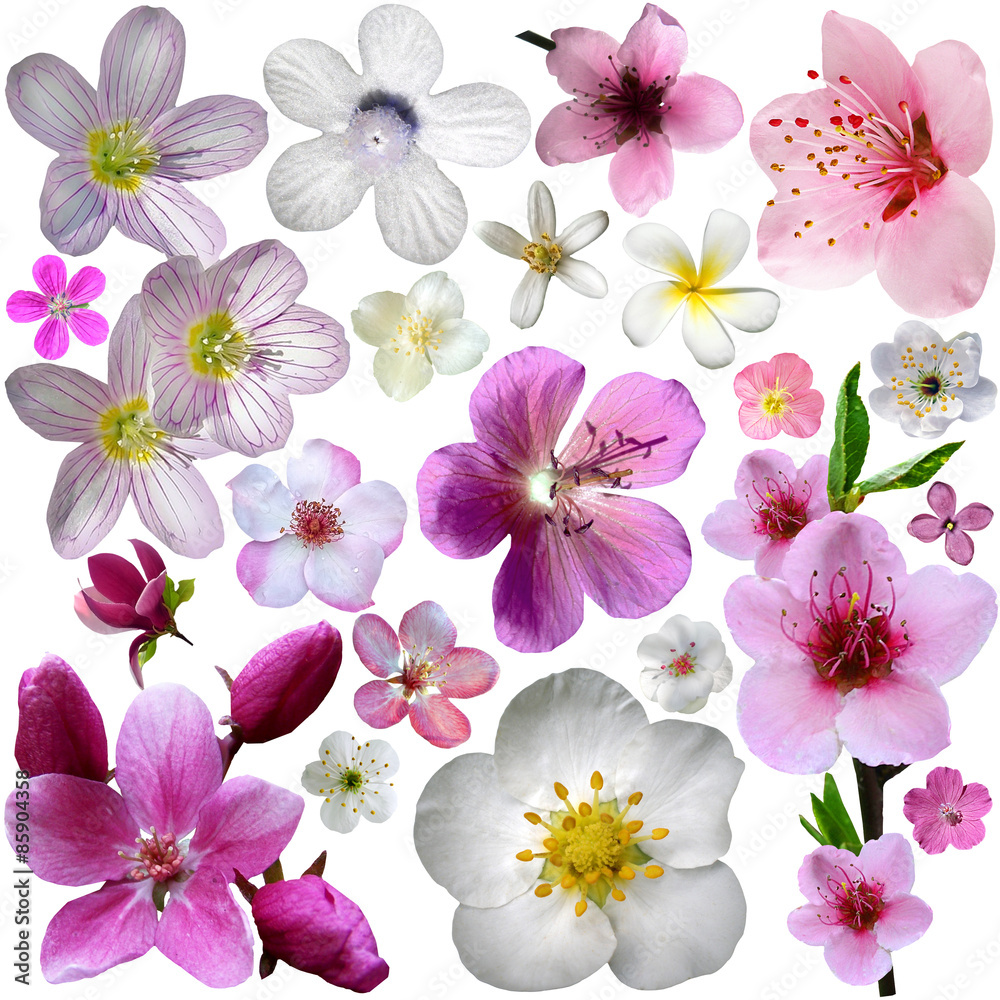 Flowers of blooming garden Flowers of blooming garden