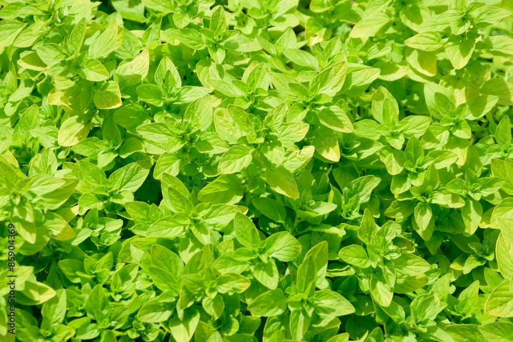 Small bright green leaves Small bright green leaves