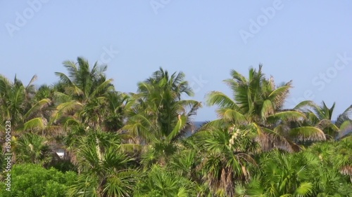 Wallpaper Mural Panned Footage of tropical palm tree in Mexican Caribbean Torontodigital.ca