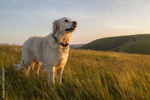 Obraz dog enjoying evening sun walk