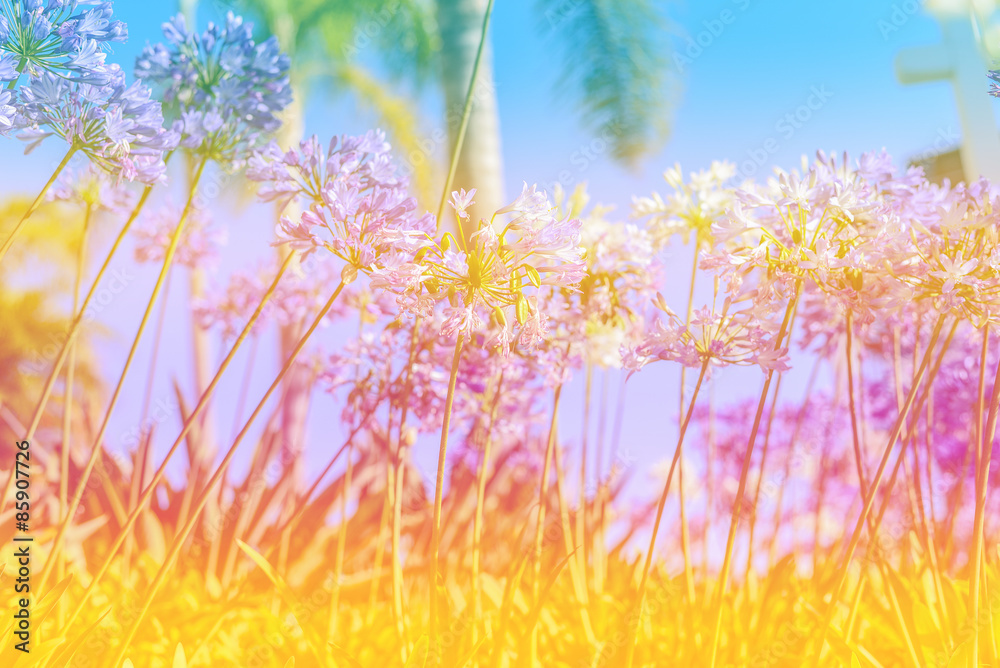 dreamy style photo with blurry and bokeh effects dreamy style photo with blurry and bokeh effects