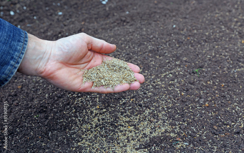 Sowing grass seed into the soil on the lawn