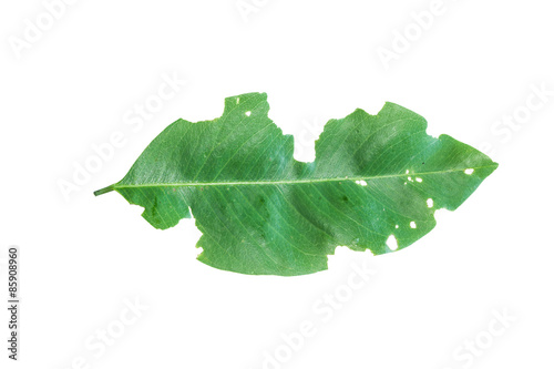 Disease leaves torn by insect isolated on white background.