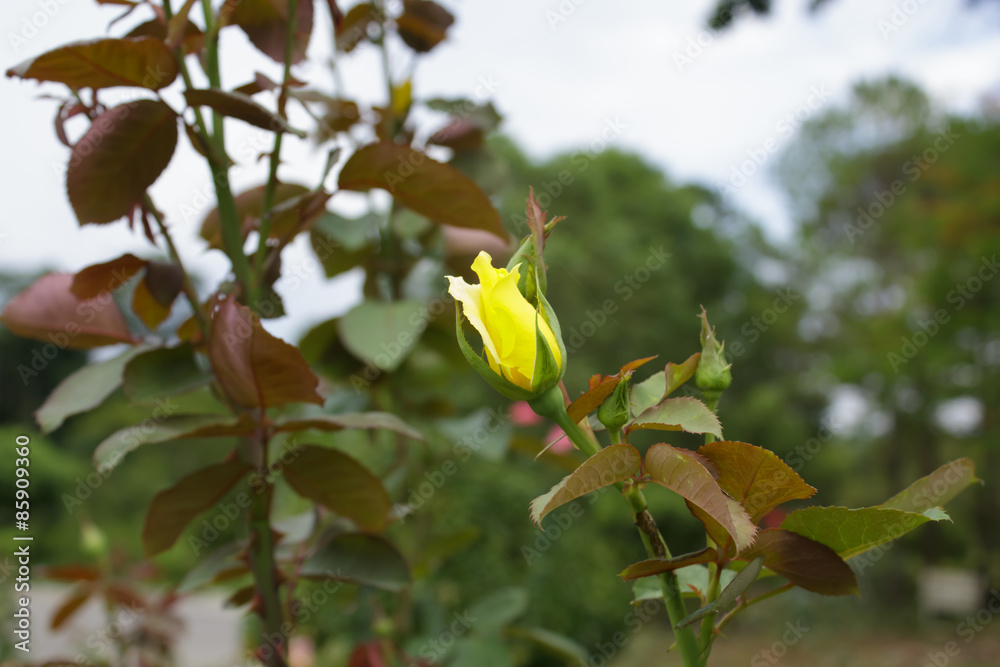 Yellow roses Yellow roses