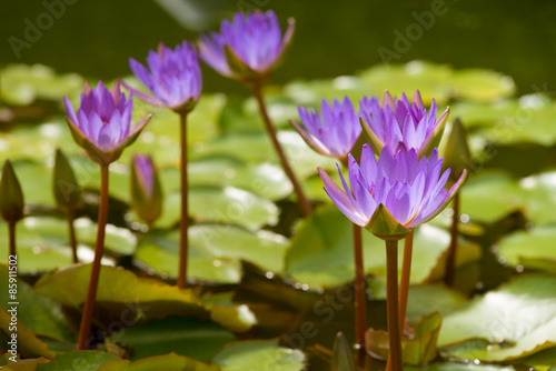 Violet lotus blooming in the pond.