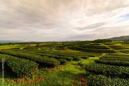 Tea plantation landscape with sunrise