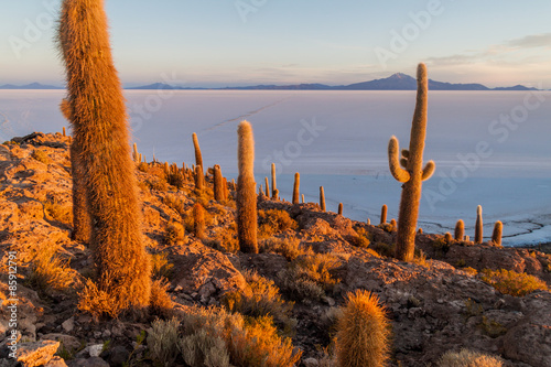 Isla Incahuasi in Salar de Uyuni, Bolivia photo