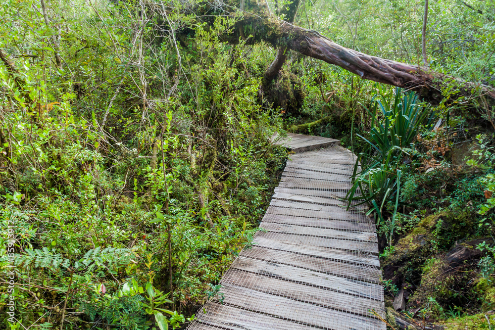 Boardwalk in a forest in National Park Chiloe Boardwalk in a forest in National Park Chiloe