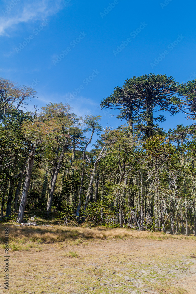 Araucaria forest in National Park Herquehue