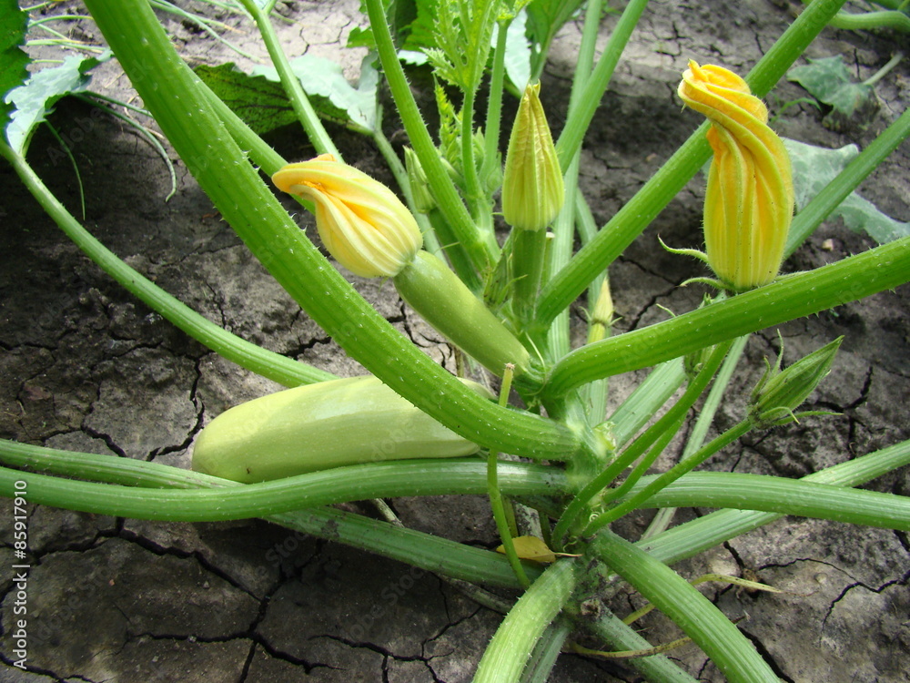 Obraz premium zucchini