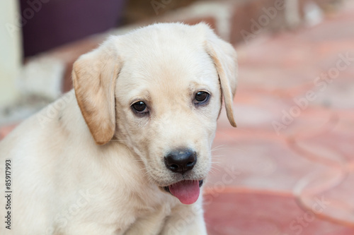 Closeup of puppy labrador