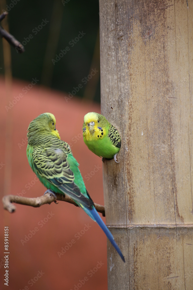 Obraz premium Budgie (Melopsittacus undulatus) sitting in a hole in the wood with another one in front of it